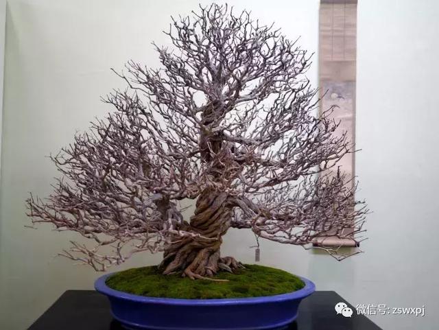 盆景基礎知識：促根技巧，掐芽摘葉有風險，樹勢平衡最重要