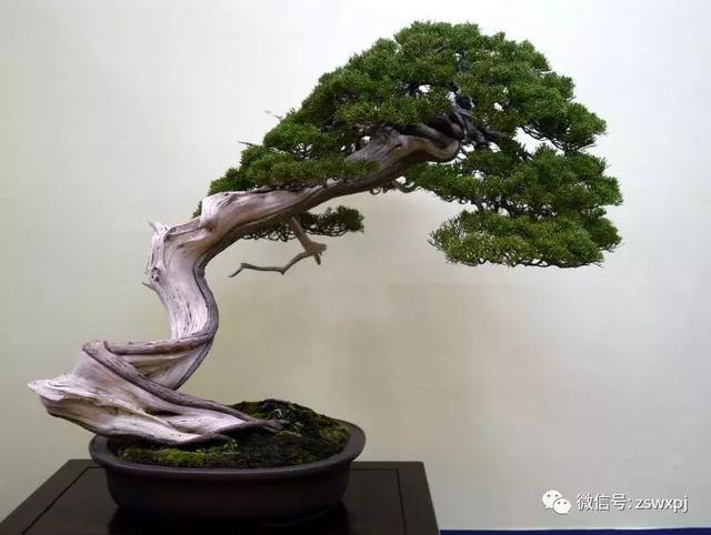 盆景基礎知識：促根技巧，掐芽摘葉有風險，樹勢平衡最重要