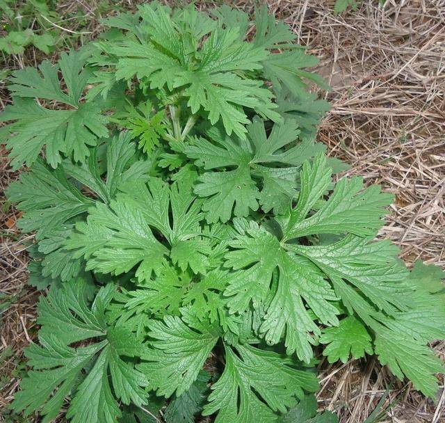 掀開床墊湧出上萬蟎蟲？教你一招，不用開水燙不用太陽曬，也能輕鬆去蟎蟲