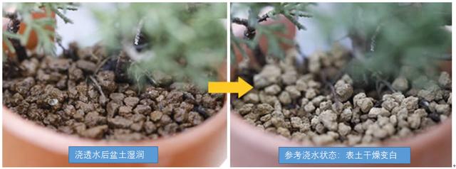 盆景養護十年功，瞭解樹性!澆水——最難精通的「基本功」！