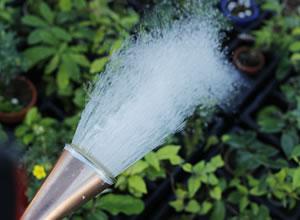 盆景養護十年功，瞭解樹性!澆水——最難精通的「基本功」！