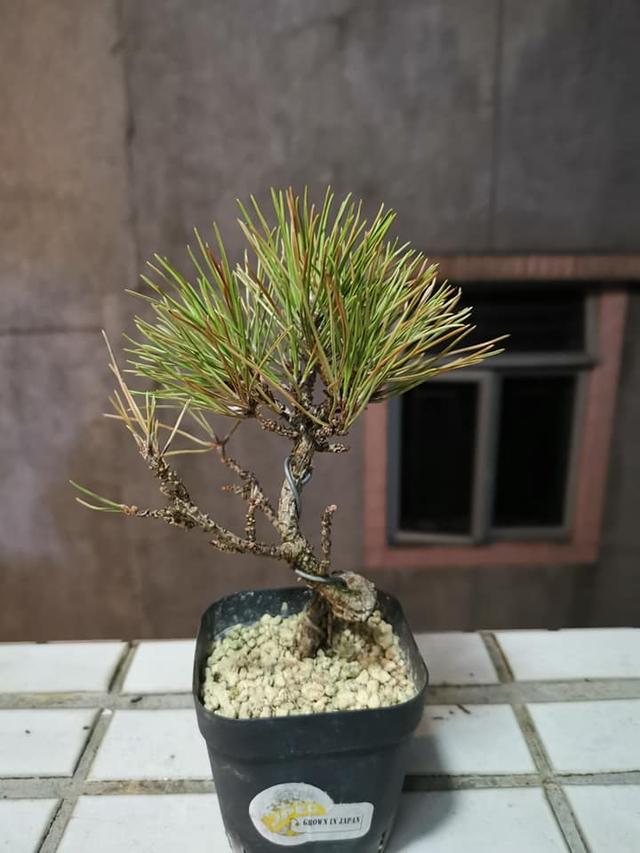 盆景養護十年功，瞭解樹性!澆水——最難精通的「基本功」！