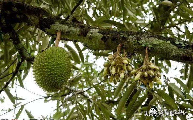 百年難得一見的有機榴槤果園，一次吃個夠！