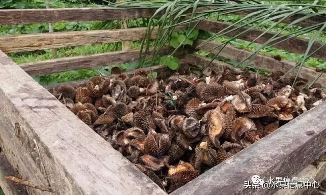 百年難得一見的有機榴槤果園，一次吃個夠！