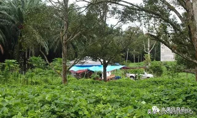 百年難得一見的有機榴槤果園，一次吃個夠！