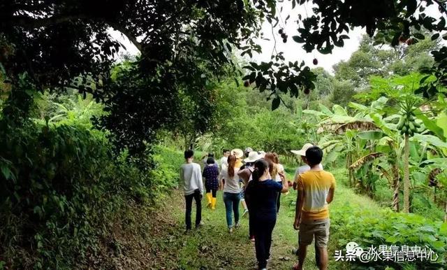 百年難得一見的有機榴槤果園，一次吃個夠！