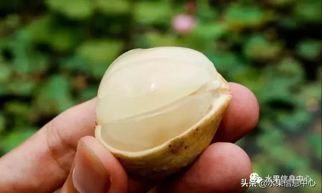 百年難得一見的有機榴槤果園，一次吃個夠！