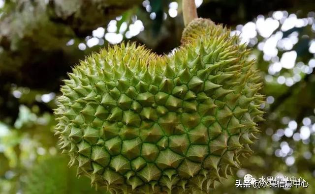 百年難得一見的有機榴槤果園，一次吃個夠！