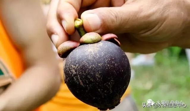 百年難得一見的有機榴槤果園，一次吃個夠！