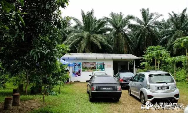 百年難得一見的有機榴槤果園，一次吃個夠！