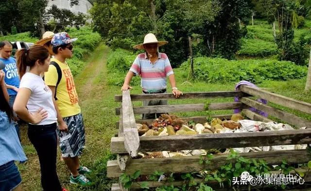 百年難得一見的有機榴槤果園，一次吃個夠！