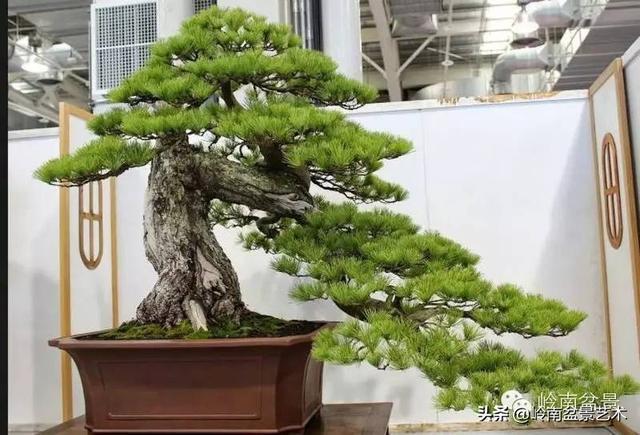 【盆景百家】臥幹式盆景與黃金分割點