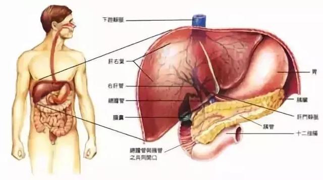 《黃帝內經》肝怕堵、心怕累、脾怕冷究竟該怎麼養五臟？