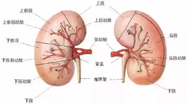 《黃帝內經》肝怕堵、心怕累、脾怕冷究竟該怎麼養五臟？