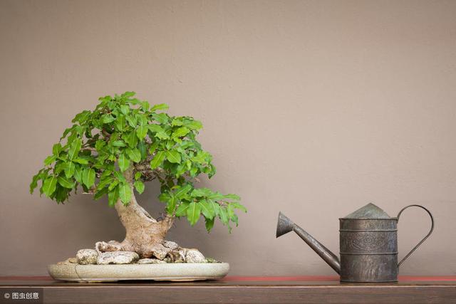 植株養護技巧集合整理，由外觀簡單判斷病株植株病害方法！