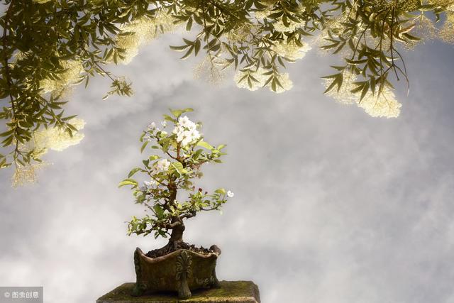 植株養護技巧集合整理，由外觀簡單判斷病株植株病害方法！