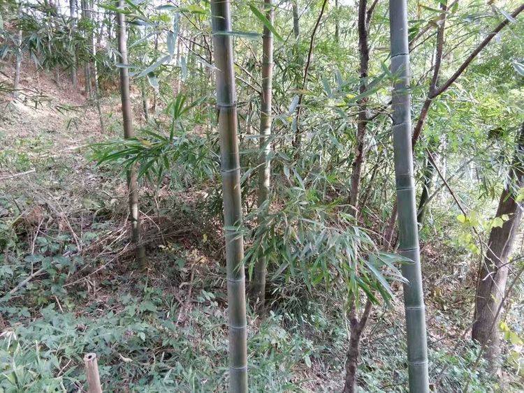 故事：23歲寡婦將仇人的8歲兒子綁進山里15年，生下三個孩子