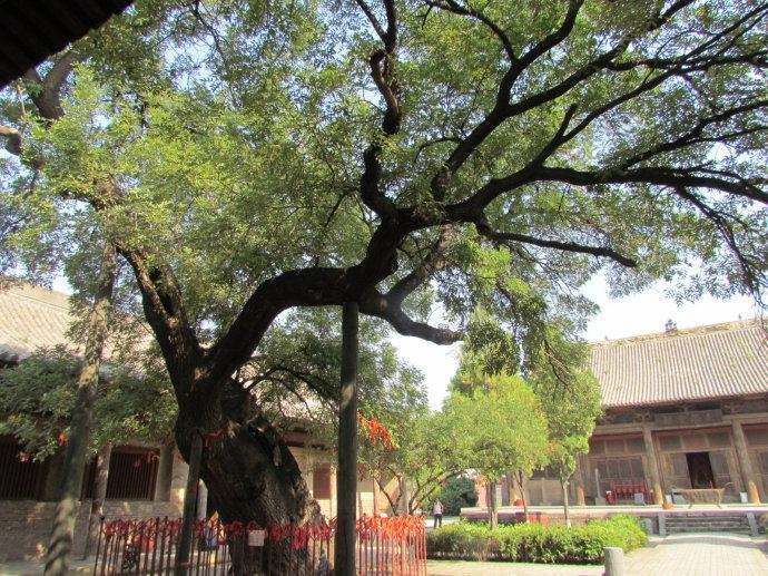 兒子不幸因病去世，父親在門口種下槐樹，十年後卻救了五條人命