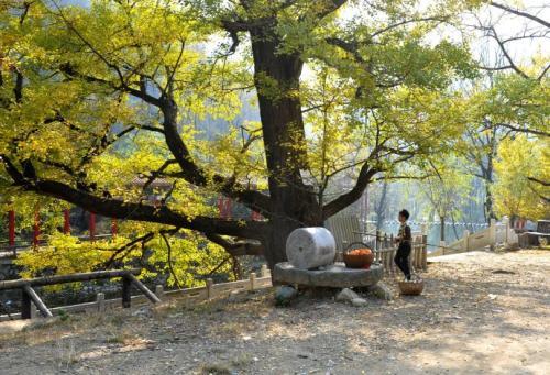 兒子不幸因病去世，父親在門口種下槐樹，十年後卻救了五條人命