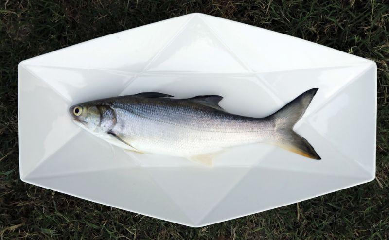 來去魚塭住一晚！難忘午仔魚一夜乾的滋味 二代養魚人家吳國振