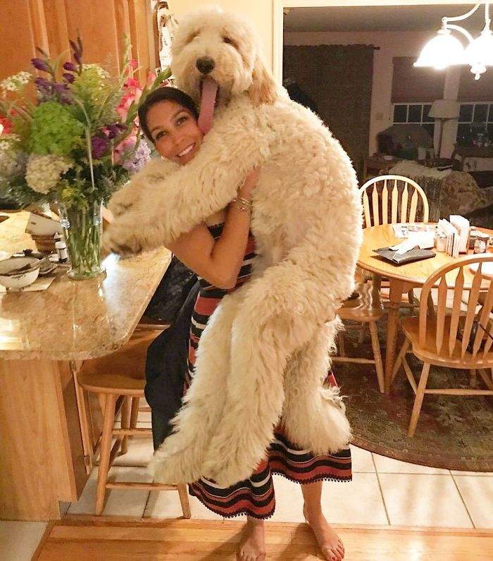最萌混血「黃金貴賓犬」體型好巨大　主人笑：牠柔軟得像一隻大泰迪熊 