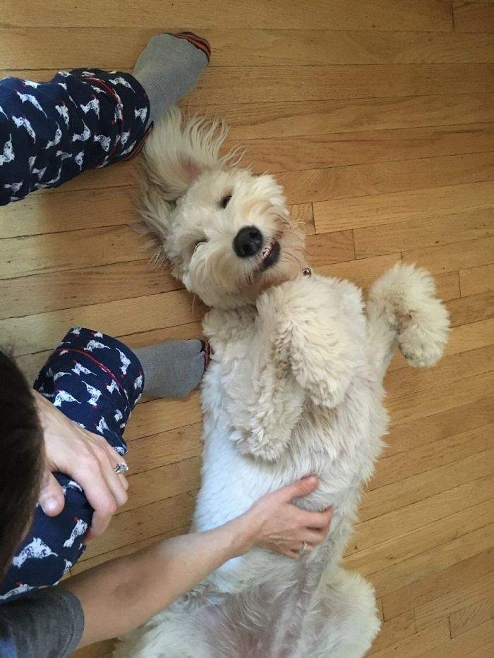 最萌混血「黃金貴賓犬」體型好巨大　主人笑：牠柔軟得像一隻大泰迪熊 