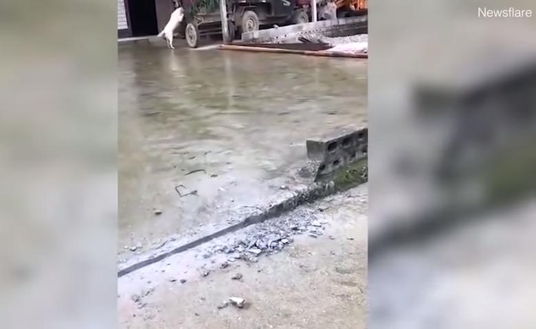 怕好友水牛關起來肚子會餓　呆萌小白汪叼一束草「幫送便當」