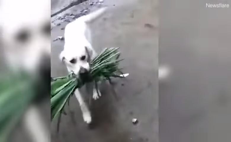 怕好友水牛關起來肚子會餓　呆萌小白汪叼一束草「幫送便當」