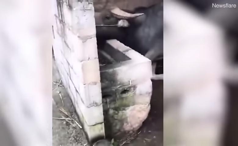 怕好友水牛關起來肚子會餓　呆萌小白汪叼一束草「幫送便當」