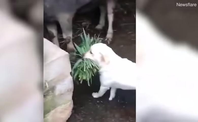 怕好友水牛關起來肚子會餓　呆萌小白汪叼一束草「幫送便當」