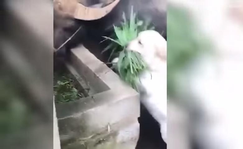怕好友水牛關起來肚子會餓　呆萌小白汪叼一束草「幫送便當」