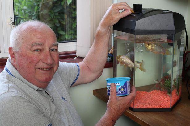 英國「最長壽金魚」見證老夫妻的一生　44年後飼主痛哭：我們失去了一生寄託 