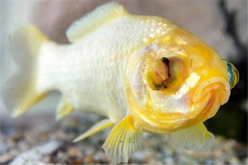 英國「最長壽金魚」見證老夫妻的一生　44年後飼主痛哭：我們失去了一生寄託 