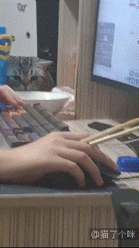 貓GIF：橘貓都是這麼吃飯的嗎？ 