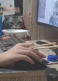 貓GIF：橘貓都是這麼吃飯的嗎？ 