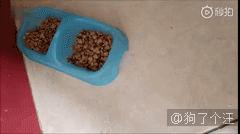 貓GIF：橘貓都是這麼吃飯的嗎？ 