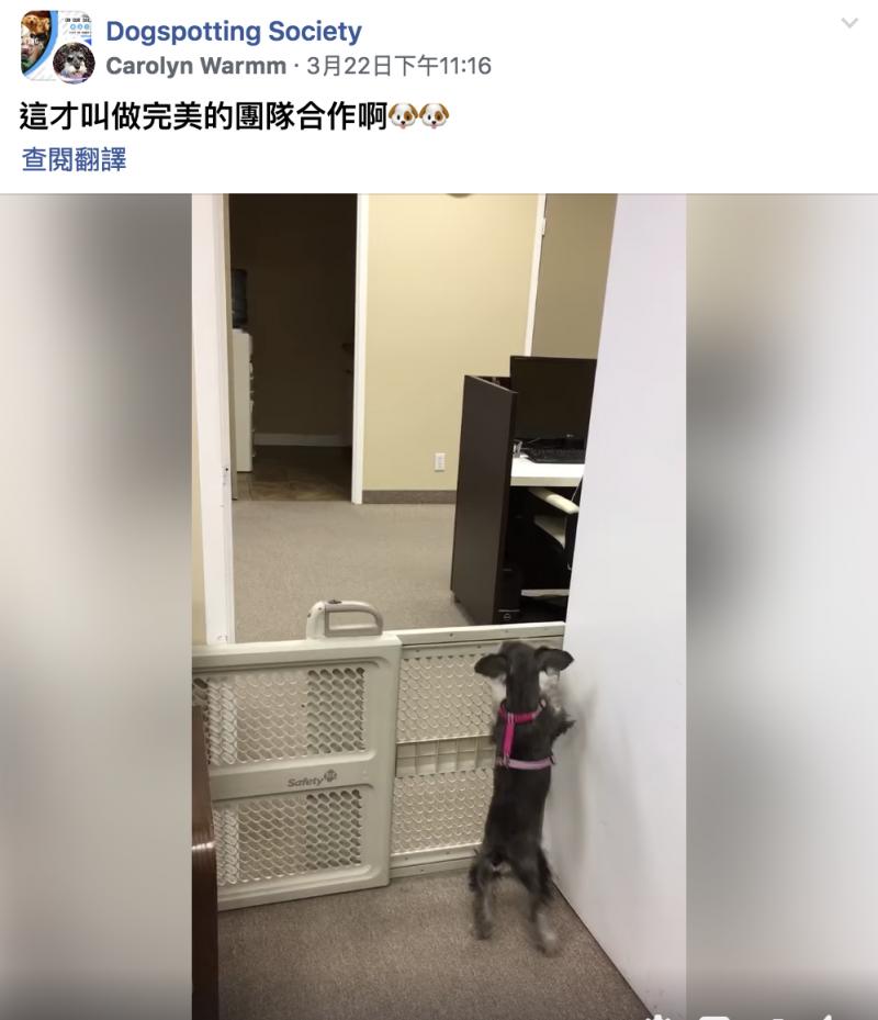 汪星人兄妹也太會互相幫助　妹妹跳不過柵欄…哥哥幫推高高：越獄惹～～