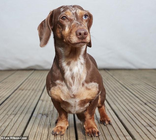 檢測純種犬發現很多狗都是串串，會不會有人丟狗呢？