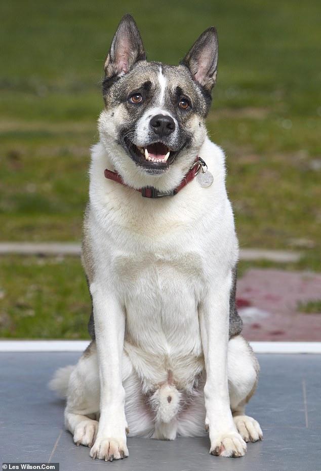 檢測純種犬發現很多狗都是串串，會不會有人丟狗呢？