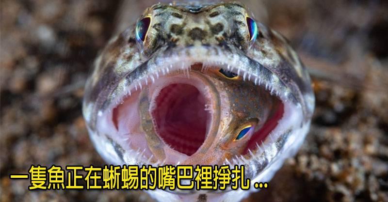 2018年「19個最完美的大自然瞬間」！獵豹追逐小羚羊的結局...其實顛覆食物鏈的頂端！~~~
