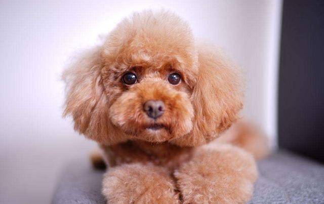 如果貴賓犬有這「5種情況」，趕緊除臭吧，不能再拖了！