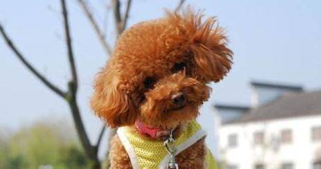 如果貴賓犬有這「5種情況」，趕緊除臭吧，不能再拖了！