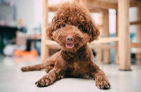 如果貴賓犬有這「5種情況」，趕緊除臭吧，不能再拖了！