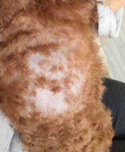 如果貴賓犬有這「5種情況」，趕緊除臭吧，不能再拖了！