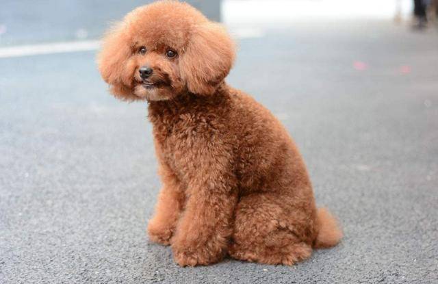 如果貴賓犬有這「5種情況」，趕緊除臭吧，不能再拖了！