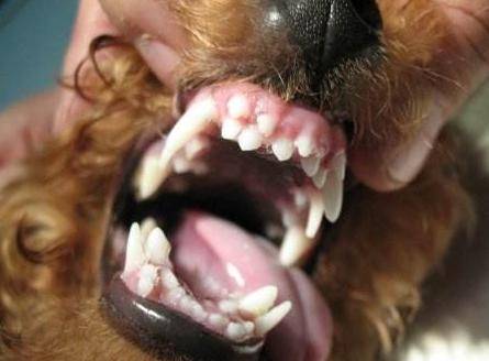 如果貴賓犬有這「5種情況」，趕緊除臭吧，不能再拖了！