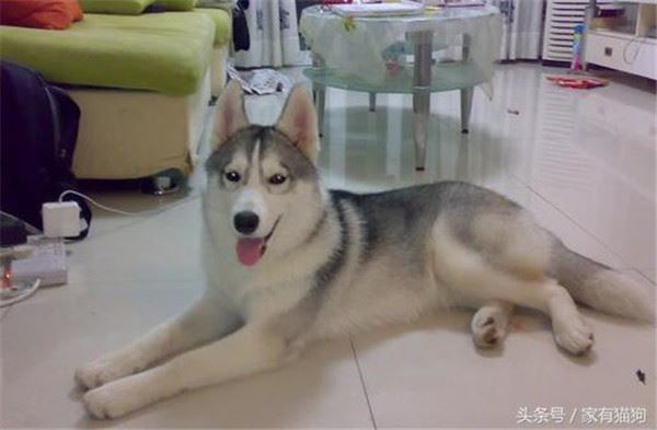 家中哈士奇意外懷孕，主人苦惱找不到生父，結果孩子出生後爸爸是誰一目了然！  