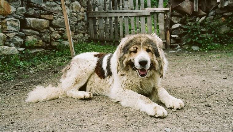 牧羊犬用生命抵擋狼群進攻，小羊溫順反應超有愛：謝謝你保護我們