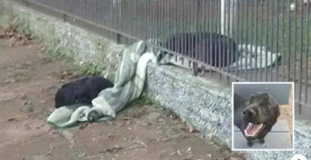 牧羊犬用生命抵擋狼群進攻，小羊溫順反應超有愛：謝謝你保護我們