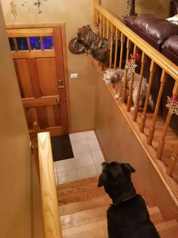 牧羊犬用生命抵擋狼群進攻，小羊溫順反應超有愛：謝謝你保護我們